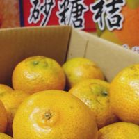 ［宇桔］鄭記砂糖桔-草生栽培、台南新化龍崎