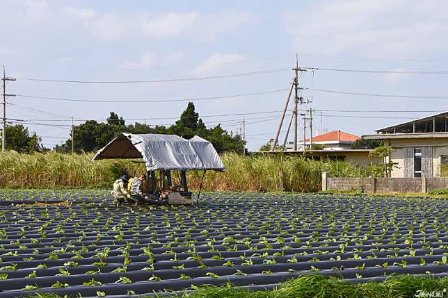 <p><b>四季如夏 年均溫23度</b></p>