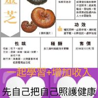 護肝菇王~嘉義學堂*抗病毒聖丹*靈芝咖啡/靈芝茶