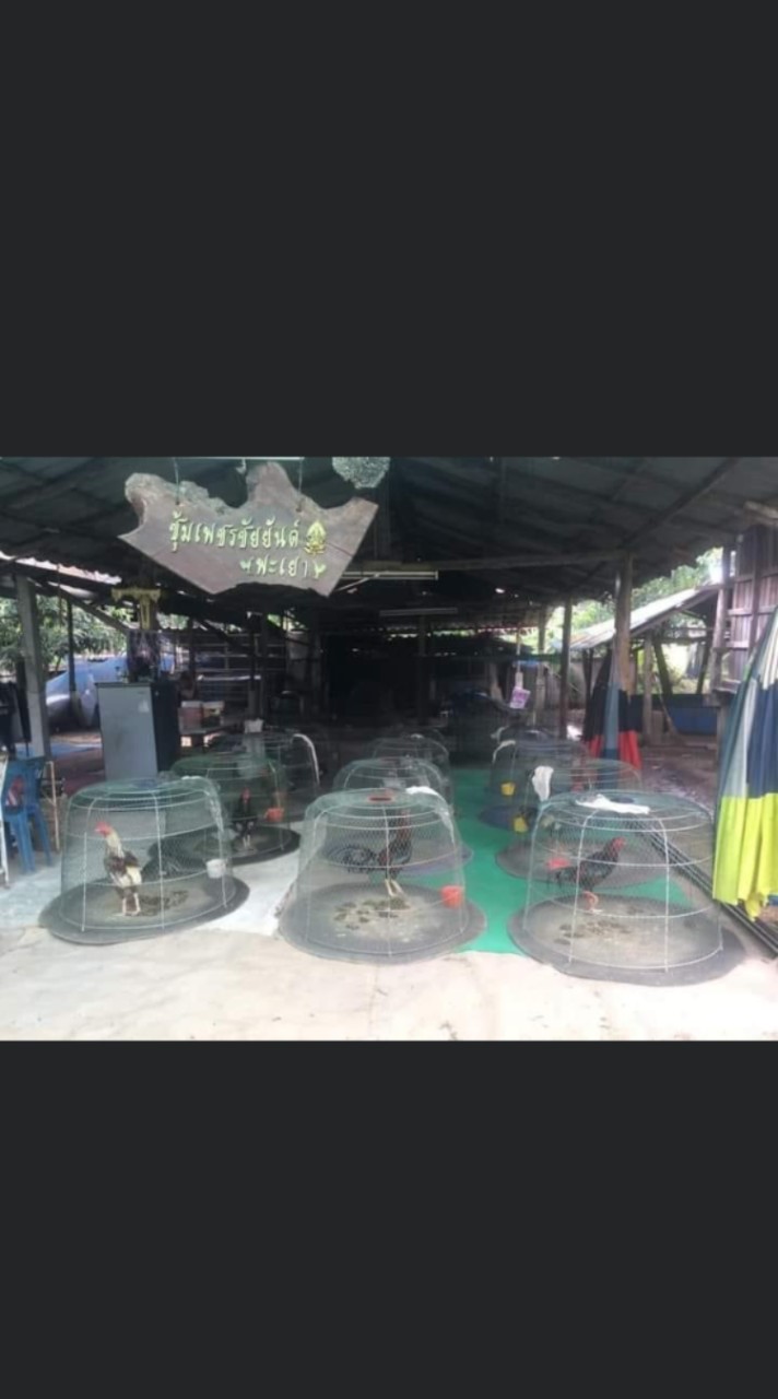 ชมรมคนรักไก่ชนซุ้มเพชรชัยยันต์ พะเยา