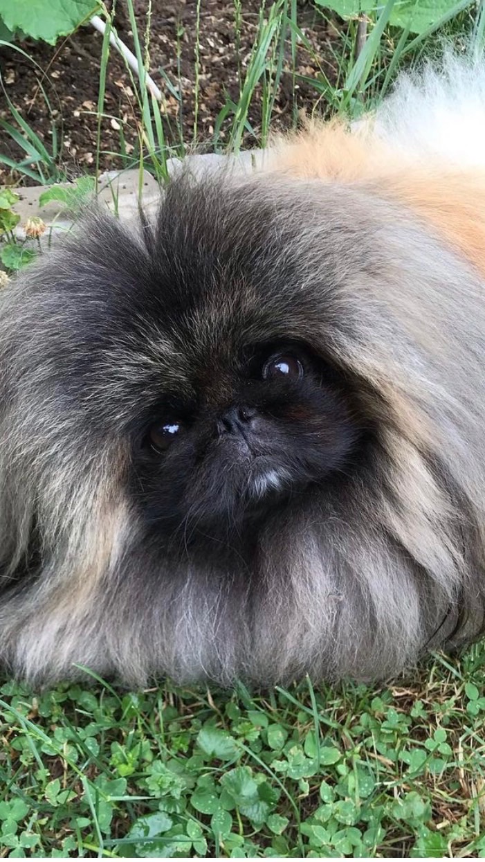 小尾巴寵物險🐶投保理賠服務