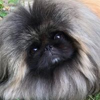 小尾巴寵物險🐶投保理賠服務