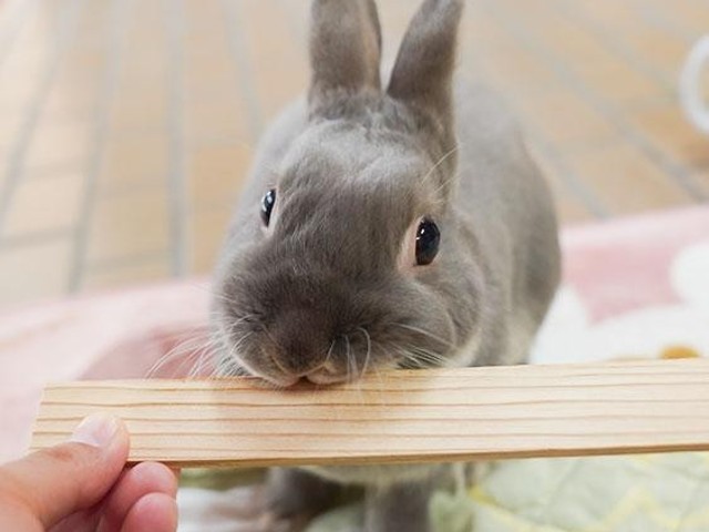 うさぎの感情は耳でわかる 喜怒哀楽の見分け方 ふうたの飼い主 毎日が発見