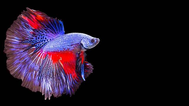 Ikan Cupang (Shutterstock)