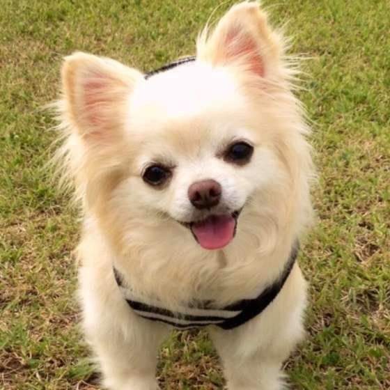 痛みを感じてる 犬が抱っこを嫌がるときに考えられる理由