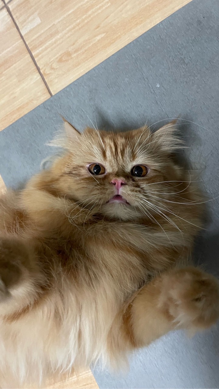 คนอวดแมว