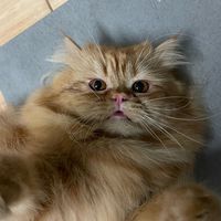 คนอวดแมว