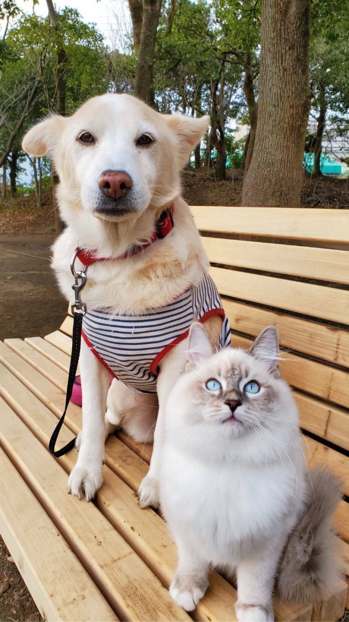 ❤️Animal Lovers❤️