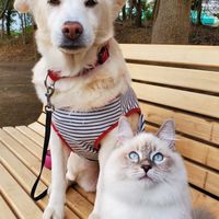 ❤️Animal Lovers❤️