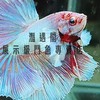 ☁️【賞魚、販售】灩遇閣展示級鬥魚專賣店☁️