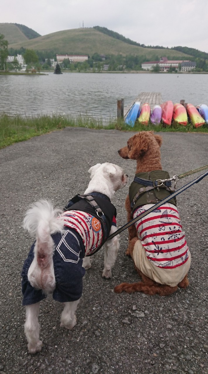 保護犬とともに。