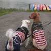 保護犬とともに。