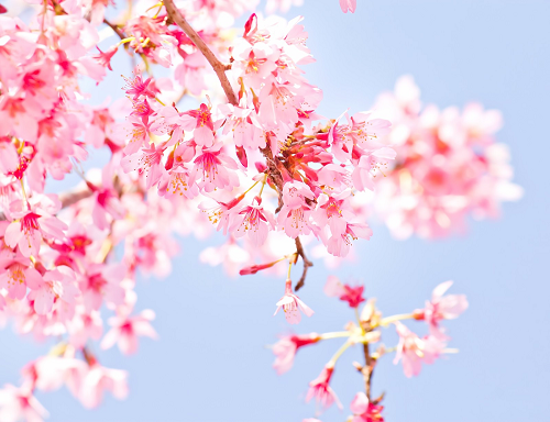 気分だけでも春を感じて 詠み継がれる日本の心 桜 がテーマの和歌おすすめ8首を紹介