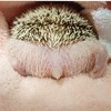 ハリネズミが幸せになる広場