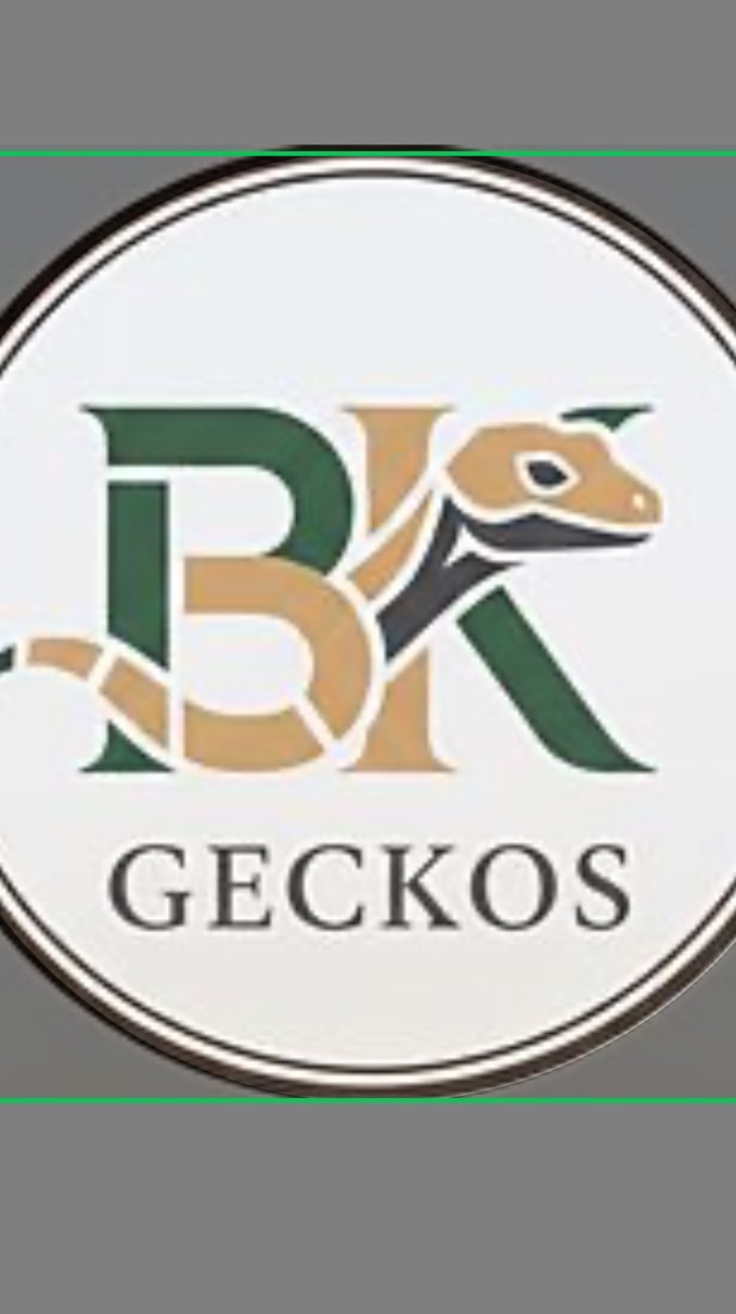 BK gecko