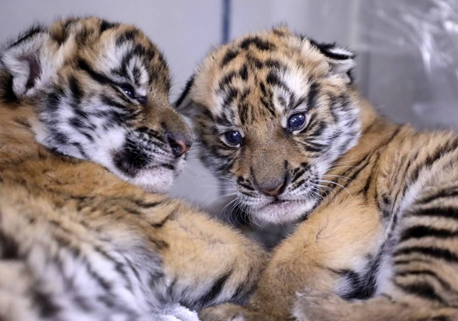 South China tiger population rises amid conservation efforts | XINHUA