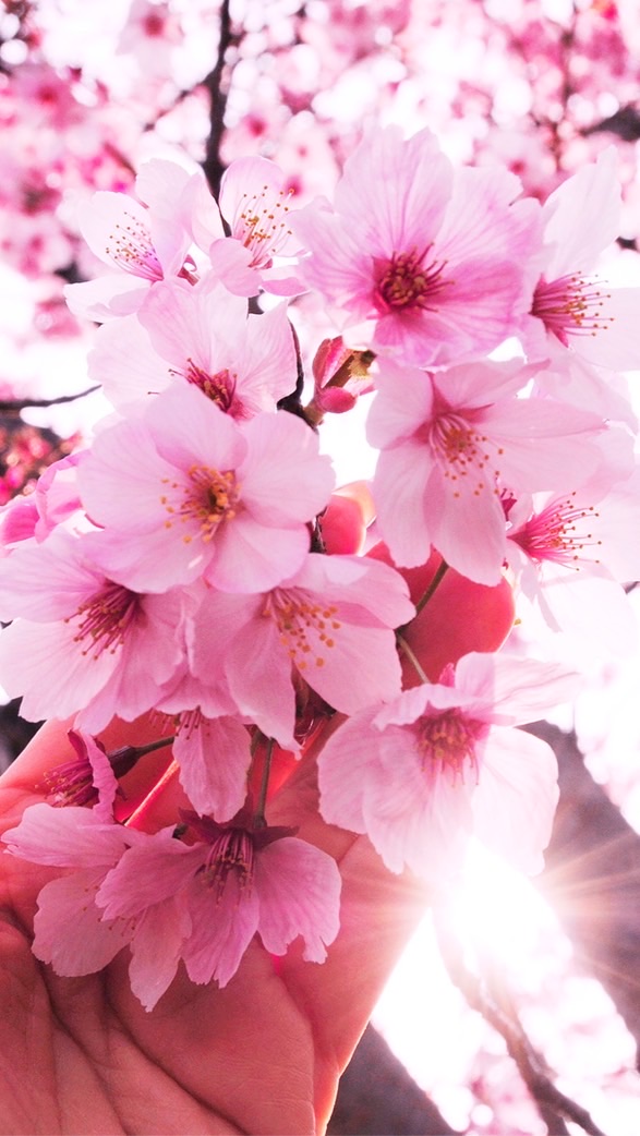 陽光桜🌸カフェ