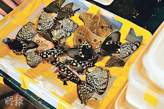 凝住時間推動保育動物標本無聲訴說生與死 明報 Line Today