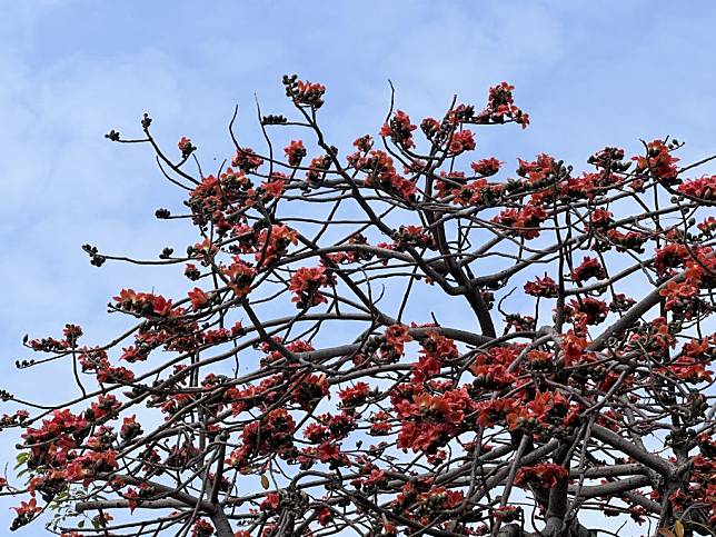 市區內的木棉已開花，火紅花朵，更是顯眼。（記者陳銀全攝）