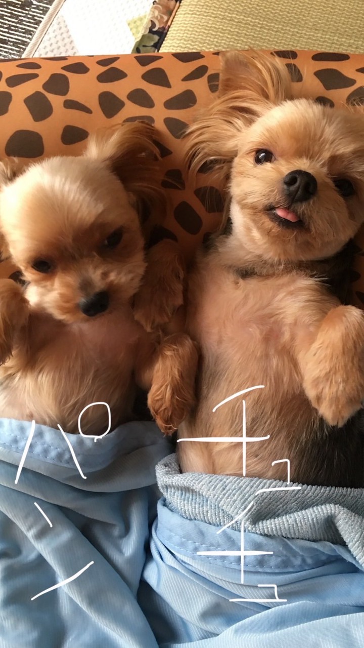 チュパン倶楽部🐶