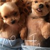 チュパン倶楽部🐶