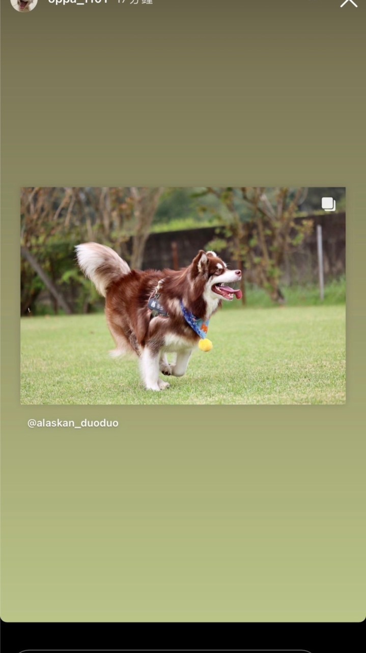 多多散步去🐶