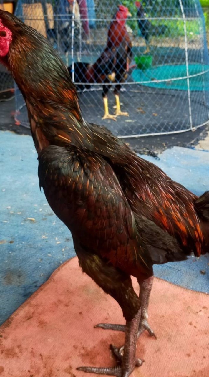 รวมมิตร คนรักไก่