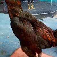 รวมมิตร คนรักไก่