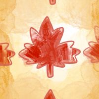 加拿大楓買MAPLE BUY
