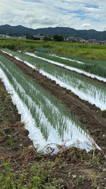 JAいなば加工用葉ねぎ