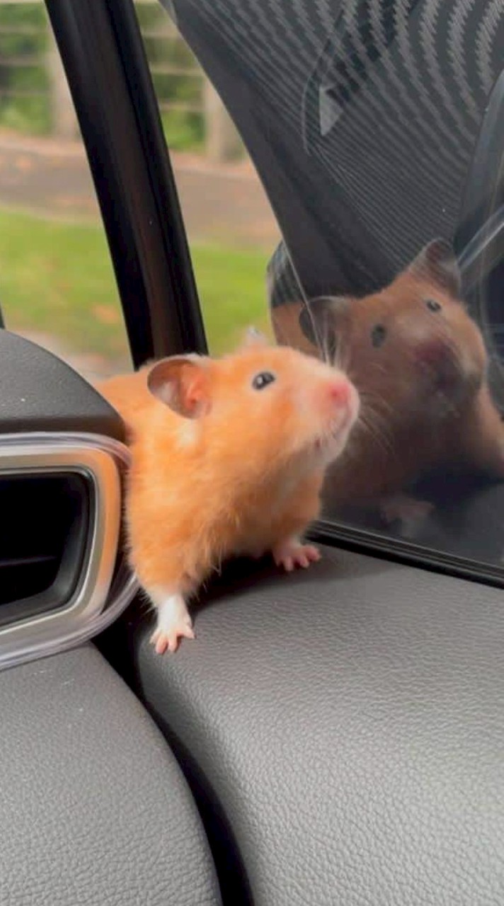 黃金鼠🐹