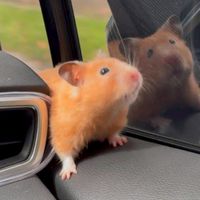 黃金鼠🐹