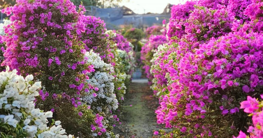 輝豐園藝 @l622331