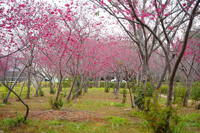 鳥銃頭櫻花公園