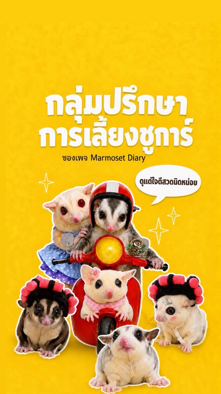 มาเป็นทาสชูการ์ไกลเดอร์กันเถอะ