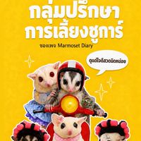 มาเป็นทาสชูการ์ไกลเดอร์กันเถอะ