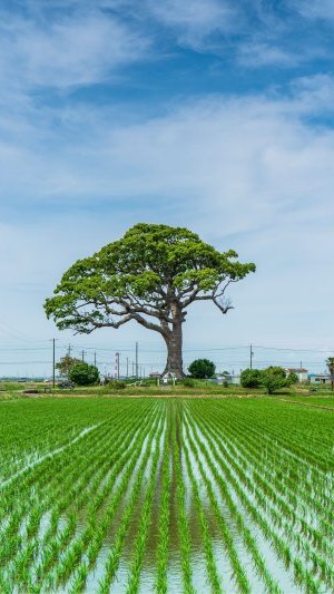 🍀農業大国🍀【農家 営農組合 農業法人 除草 防除 収量】