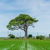 🍀農業大国🍀【農家 営農組合 農業法人 除草 防除 収量】