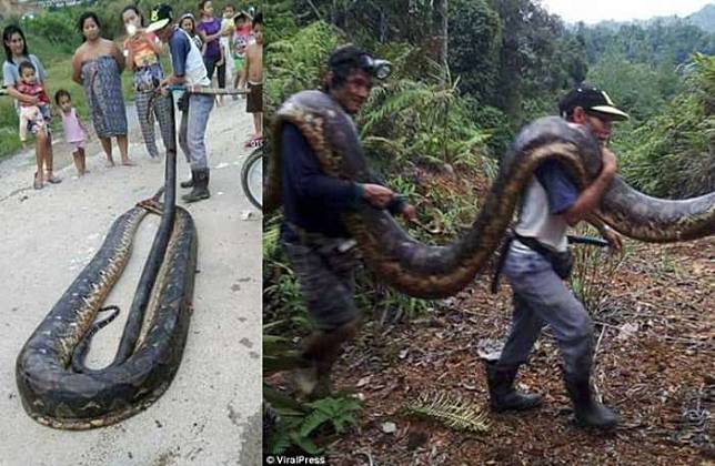 Ular python ditemukan warga Malaysia di dalam batang pohon | Dailymail