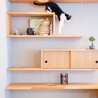 🐈‍⬛寵物新天堂樂園(生活用品,食品,保健,美容,醫療民宿,餐廳…交流討論)