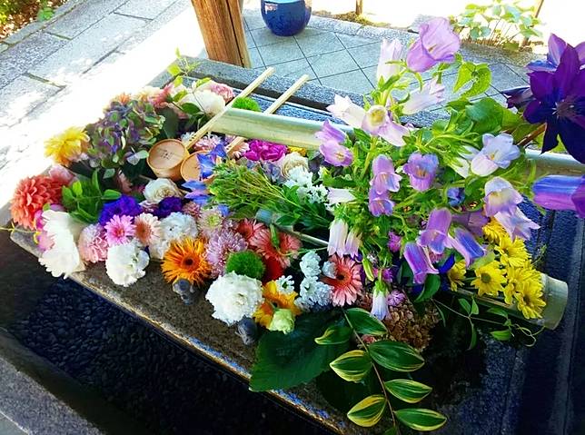 日本全國神社寺廟超好拍夢幻花手水大集合 繽紛花朵飄浮水面上讓人目炫神迷 感受四季自然之美 Walker Line Today