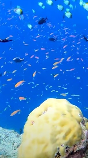 桃園法拍屋資訊/涂水源