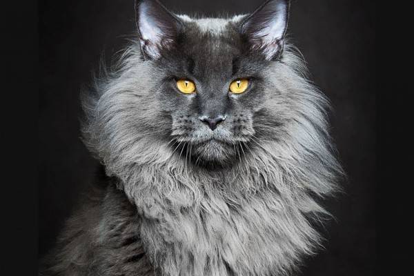 Kucing Anggora Harga 100 Ribu - Antoni Gambar