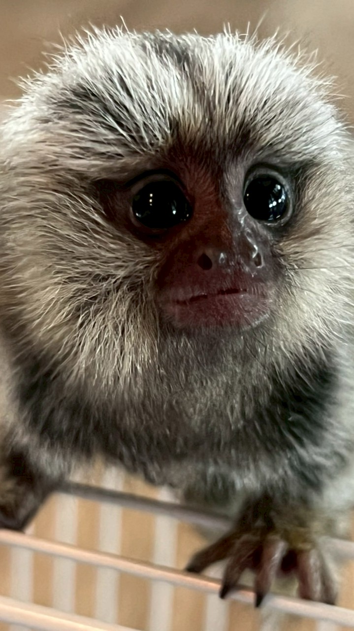 Exotic Pets Online. ซื้อ-ขาย สัตว์เลี้ยงเอ๊กโซติก