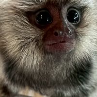 Exotic Pets Online. ซื้อ-ขาย สัตว์เลี้ยงเอ๊กโซติก