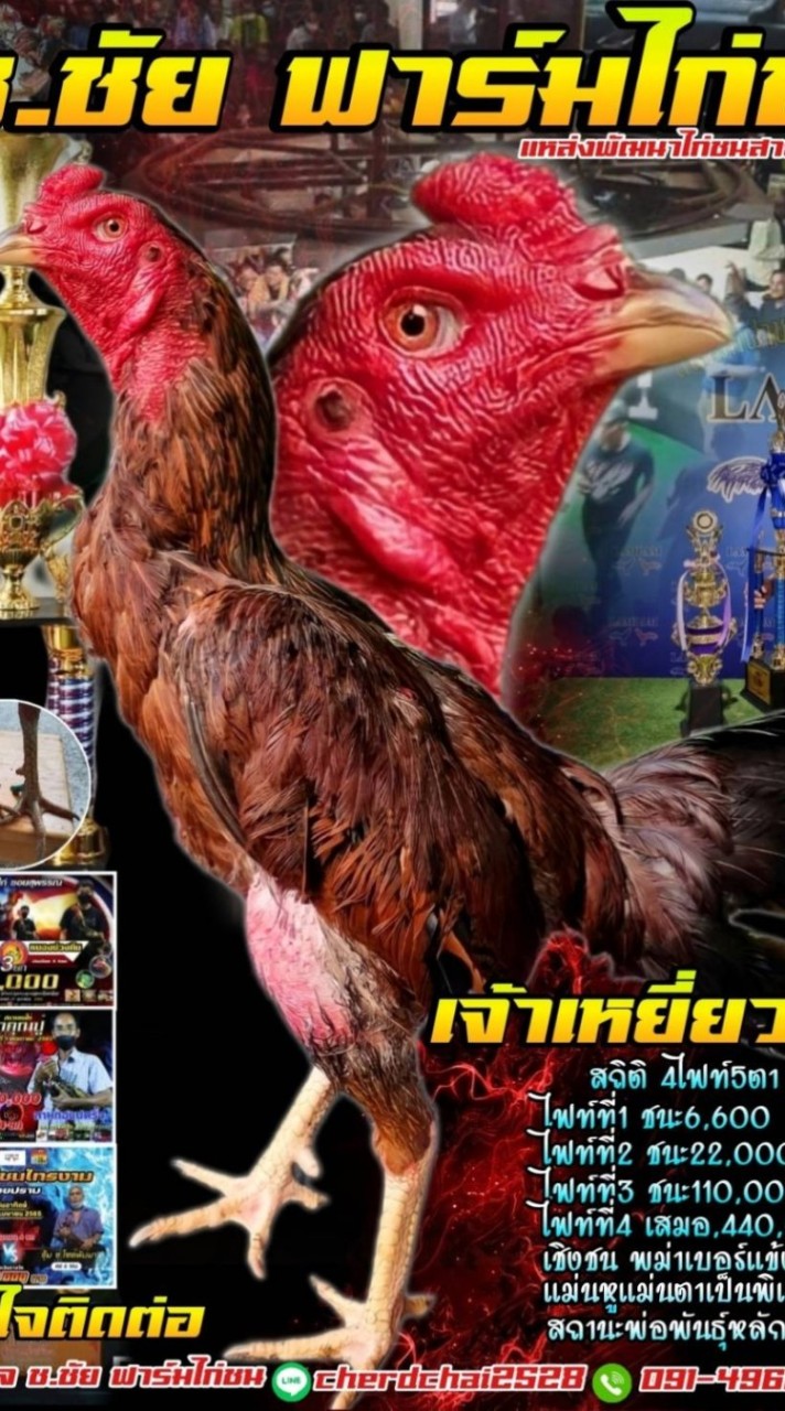ช.ชัย ฟาร์มไก่ชน