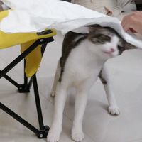 毛毛團🤍