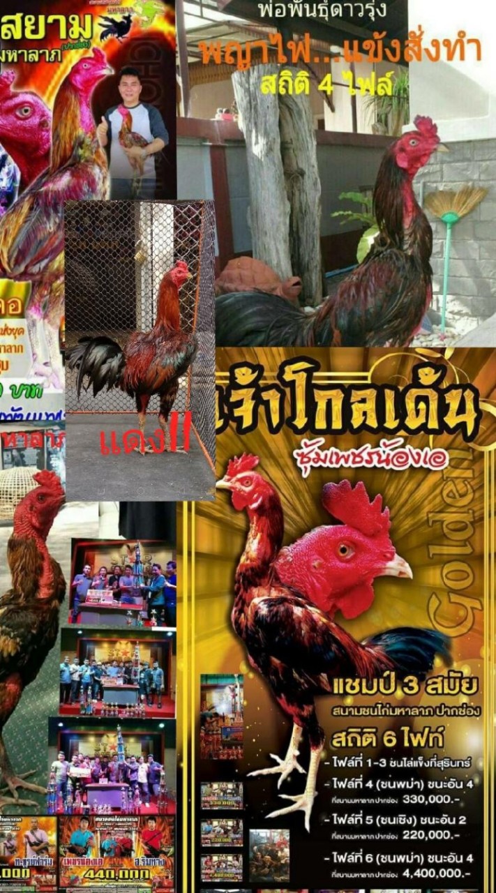 สุรัสสาฟาร์ม โคราช