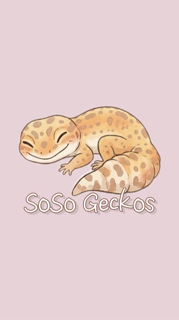 「SoSo守守宮宮🦎」爬蟲｜守宮｜