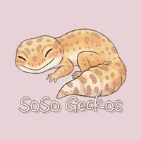 「SoSo守守宮宮🦎」爬蟲｜守宮｜